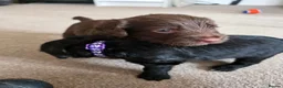 Mixed Breed dogs for sale: Australian Labradoodle Puppies in Shefford - Advert 12
