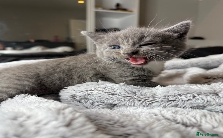 British Shorthair cats - Advert 8