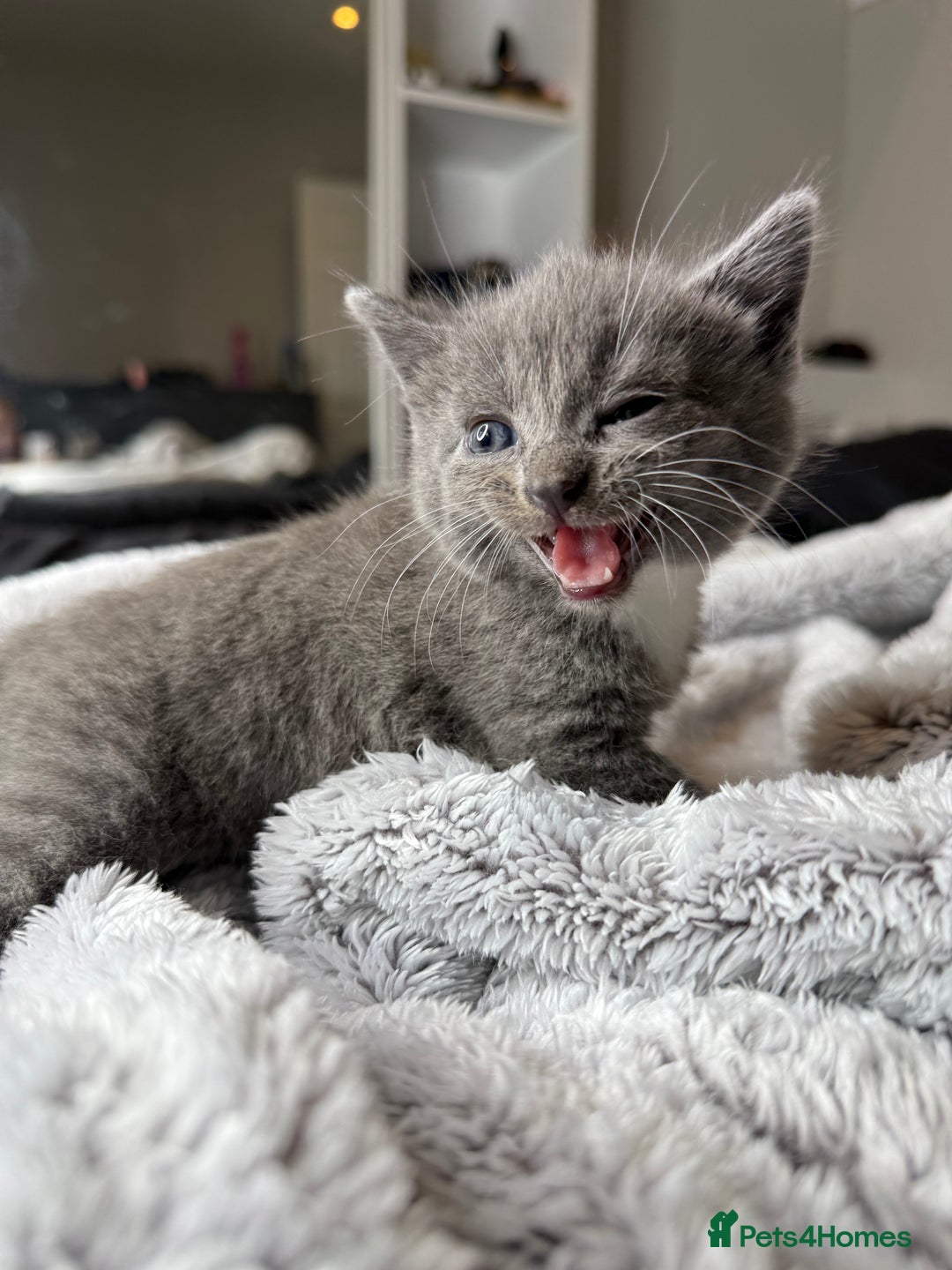 British Shorthair cats for sale: Our beautiful cute shorthair blue kittens - Image 1