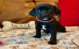 Springador dogs for sale: STUNNING SPRINGADOR PUPPIES  - Image 1
