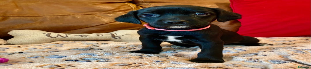 Springador Puppy 8