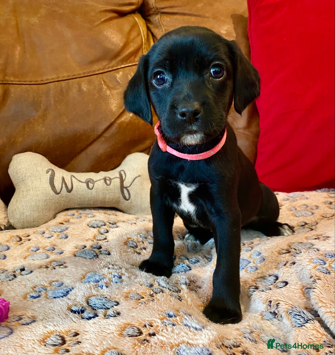 Springador dogs for sale: STUNNING SPRINGADOR PUPPIES  - Image 1