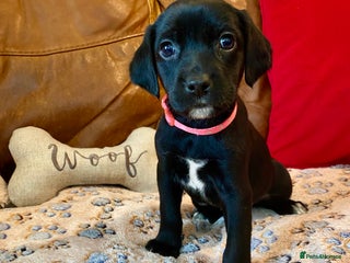 Springador dogs - Advert 1