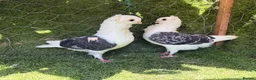 Pigeons birds for sale: Beautiful, Vaccinated & Friendly Pigeons - Advert 17