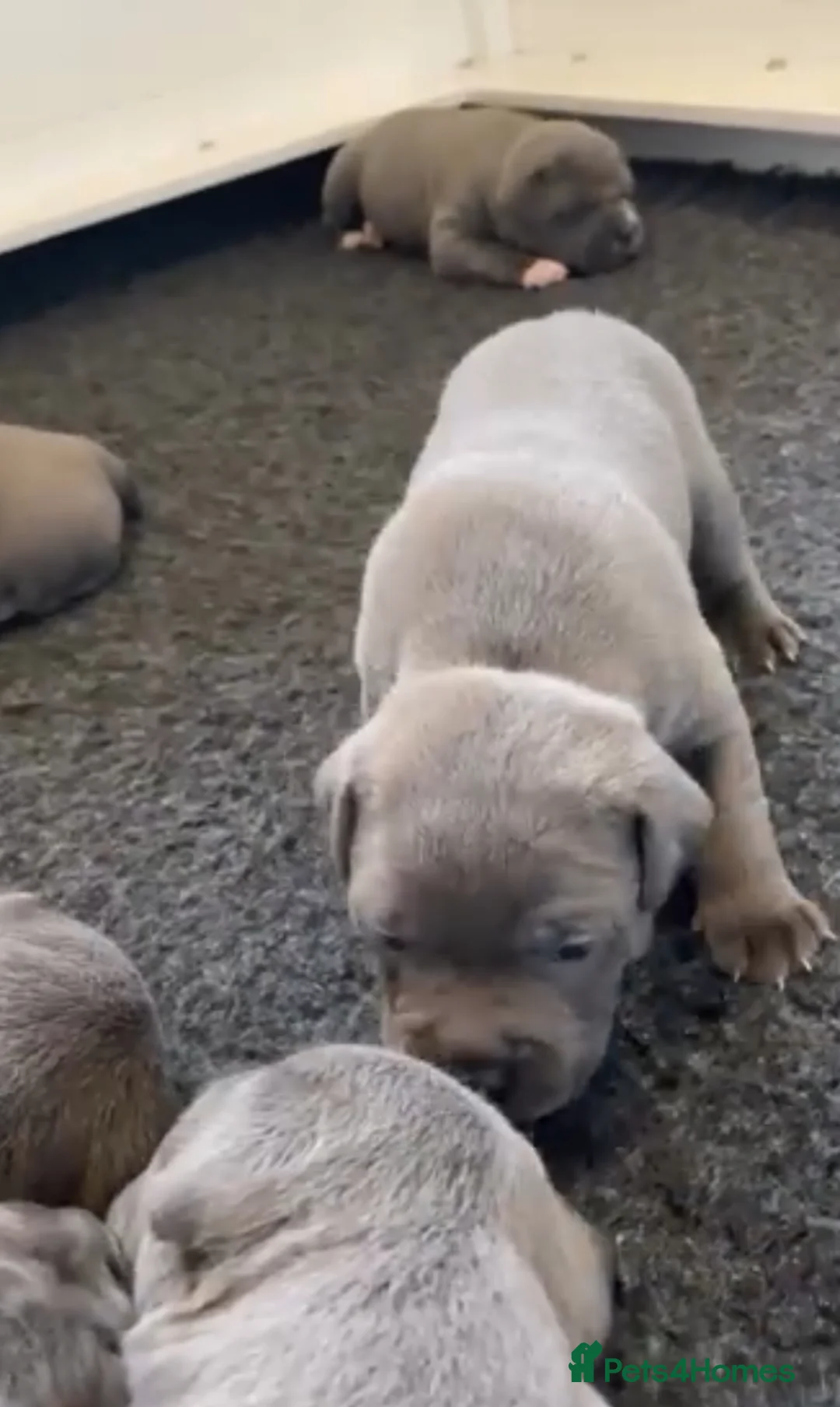 Staffordshire Bull Terrier dogs for sale: %Solid Pure Staffy Puppies Available  in Birmingham - Advert 10