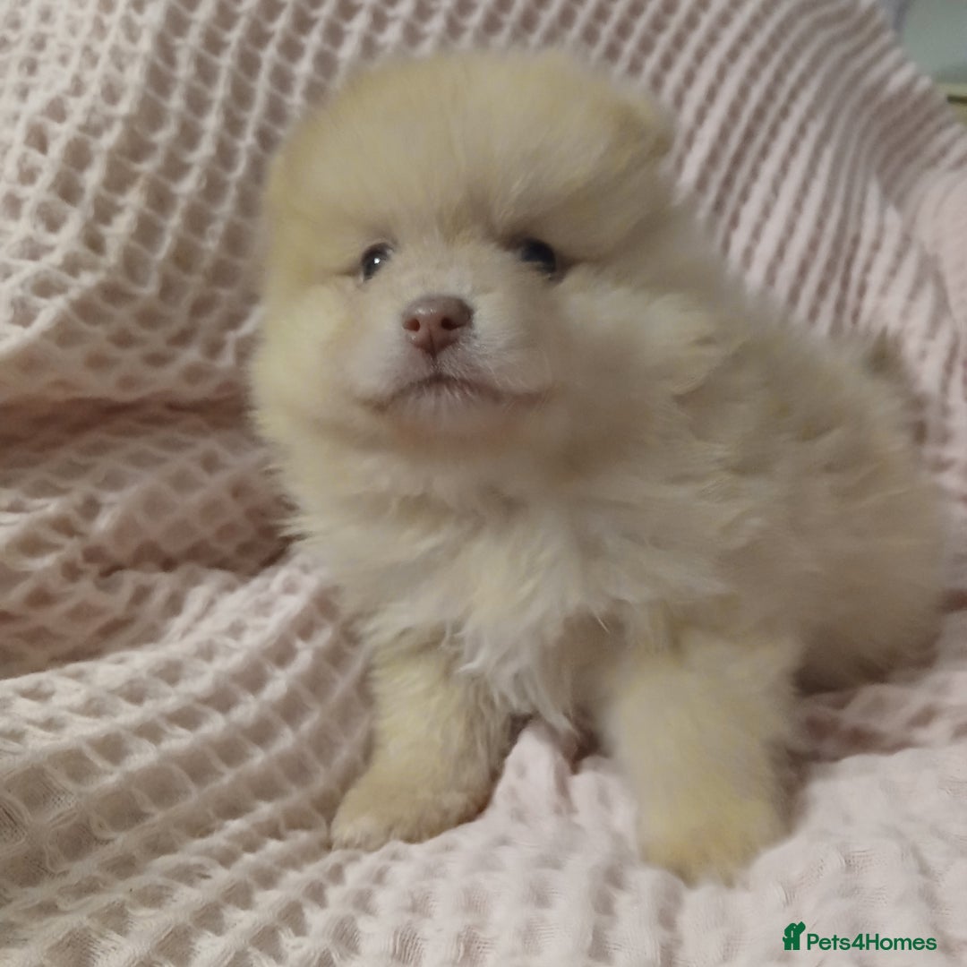 Pomeranian dogs for sale: KC Pomeranian puppies  - Advert 3