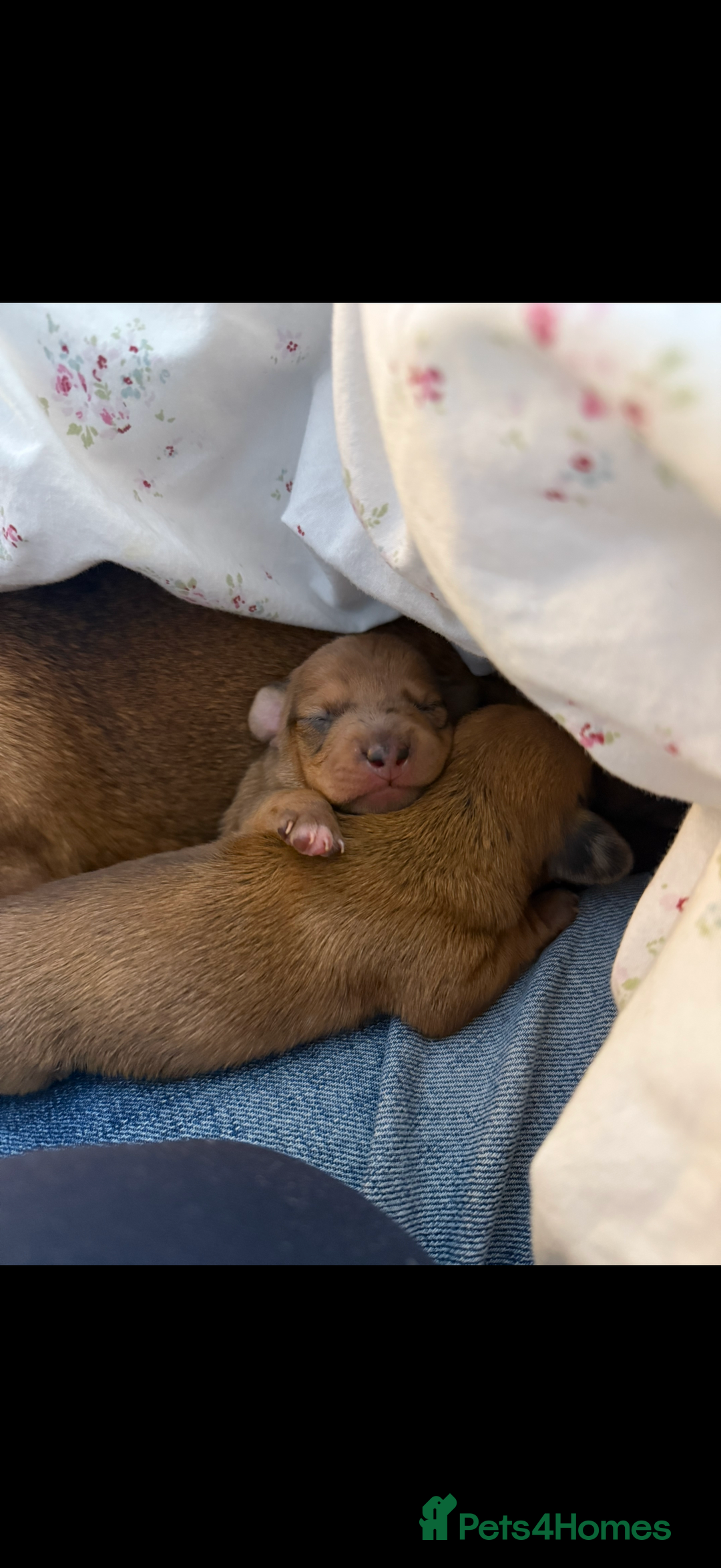Miniature Dachshund dogs for sale: two gorgeous miniature dachshund puppies - Image 4