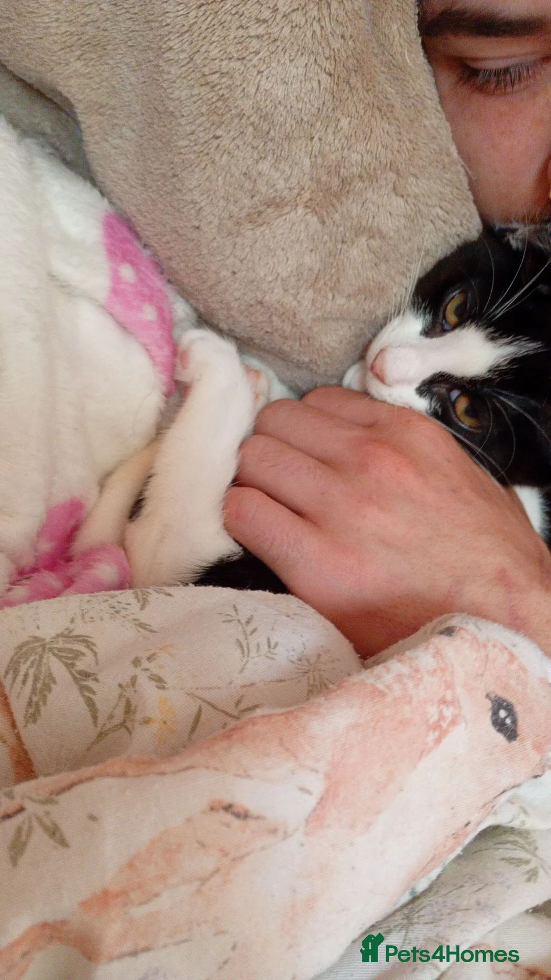 Mixed Breed cats for sale: Last male left ?!! - Advert 6