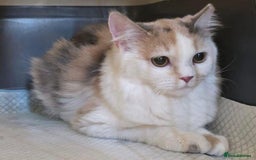 Mixed Breed cats for adoption: FIONA -BEAUTIFUL SOUL READY TO LOVE - Image 4