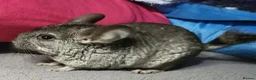 Chinchilla rodents for sale: Baby female chinchillas - Advert 1