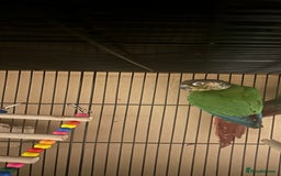 Budgerigars birds for sale: Beautiful Green cheek conure for sale!!  - Image 5