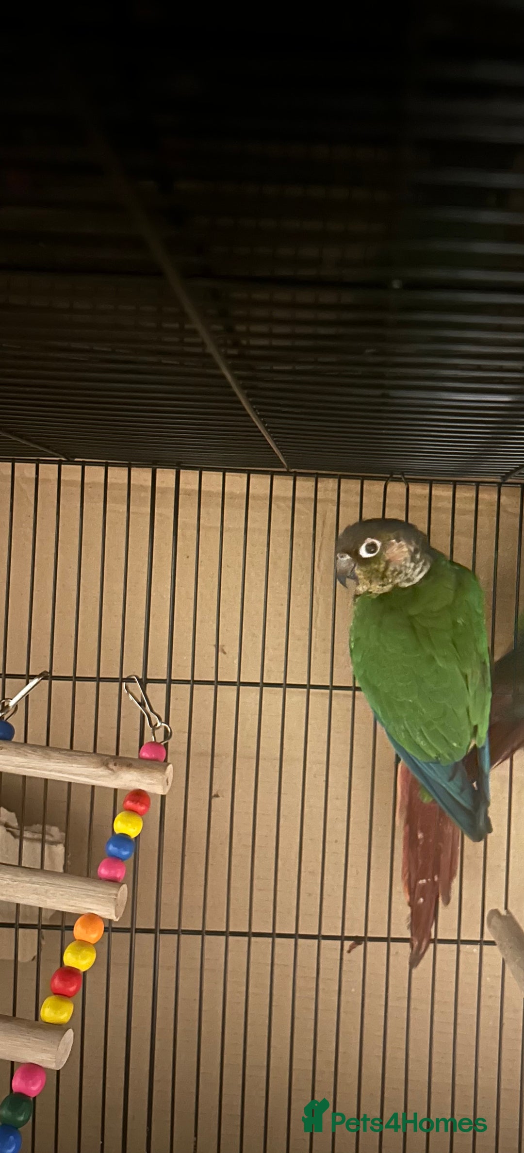 Budgerigars birds for sale: Beautiful Green cheek conure for sale!!  - Image 5