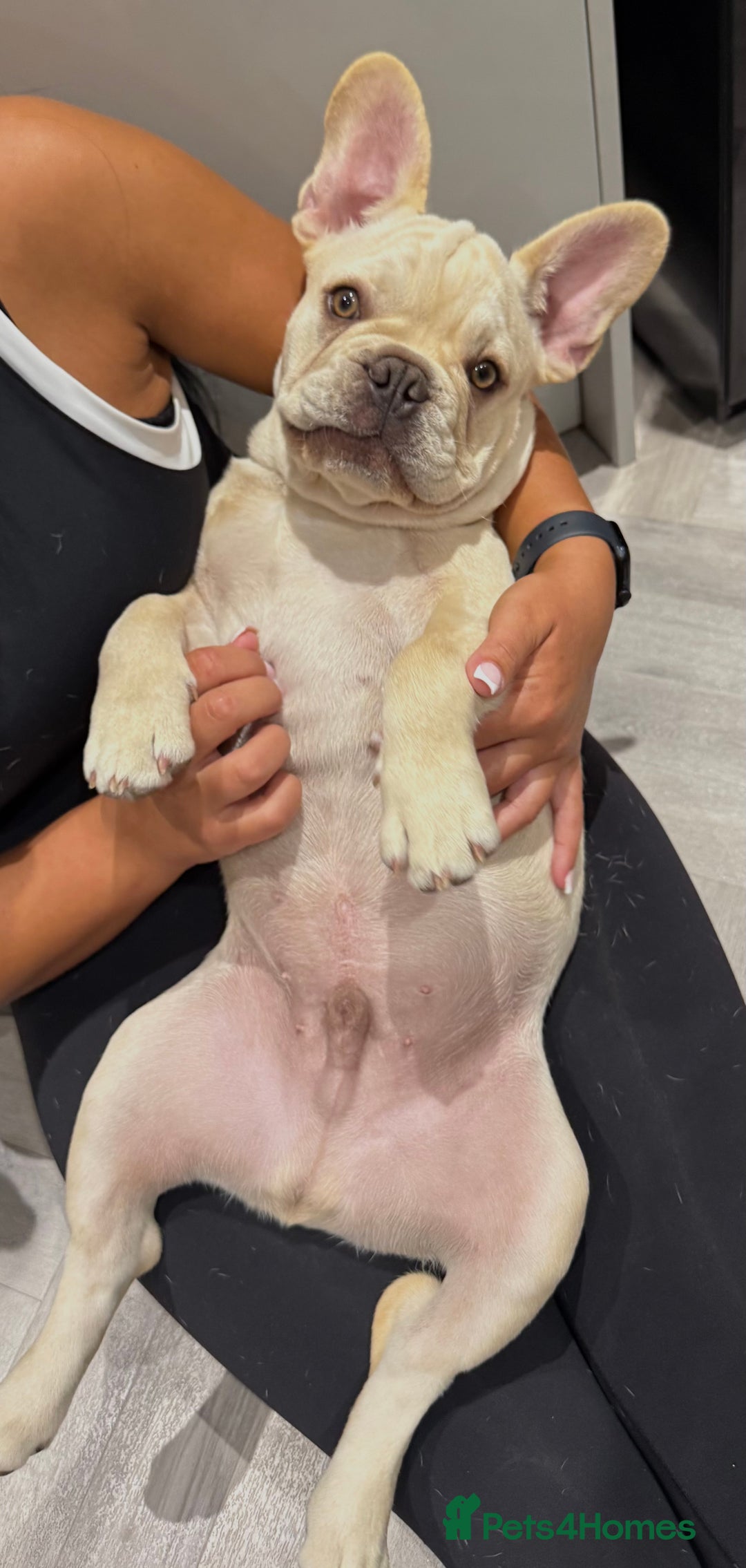 French Bulldog dogs for sale: French BullDog Boy - 7 Months Old  - Advert 11