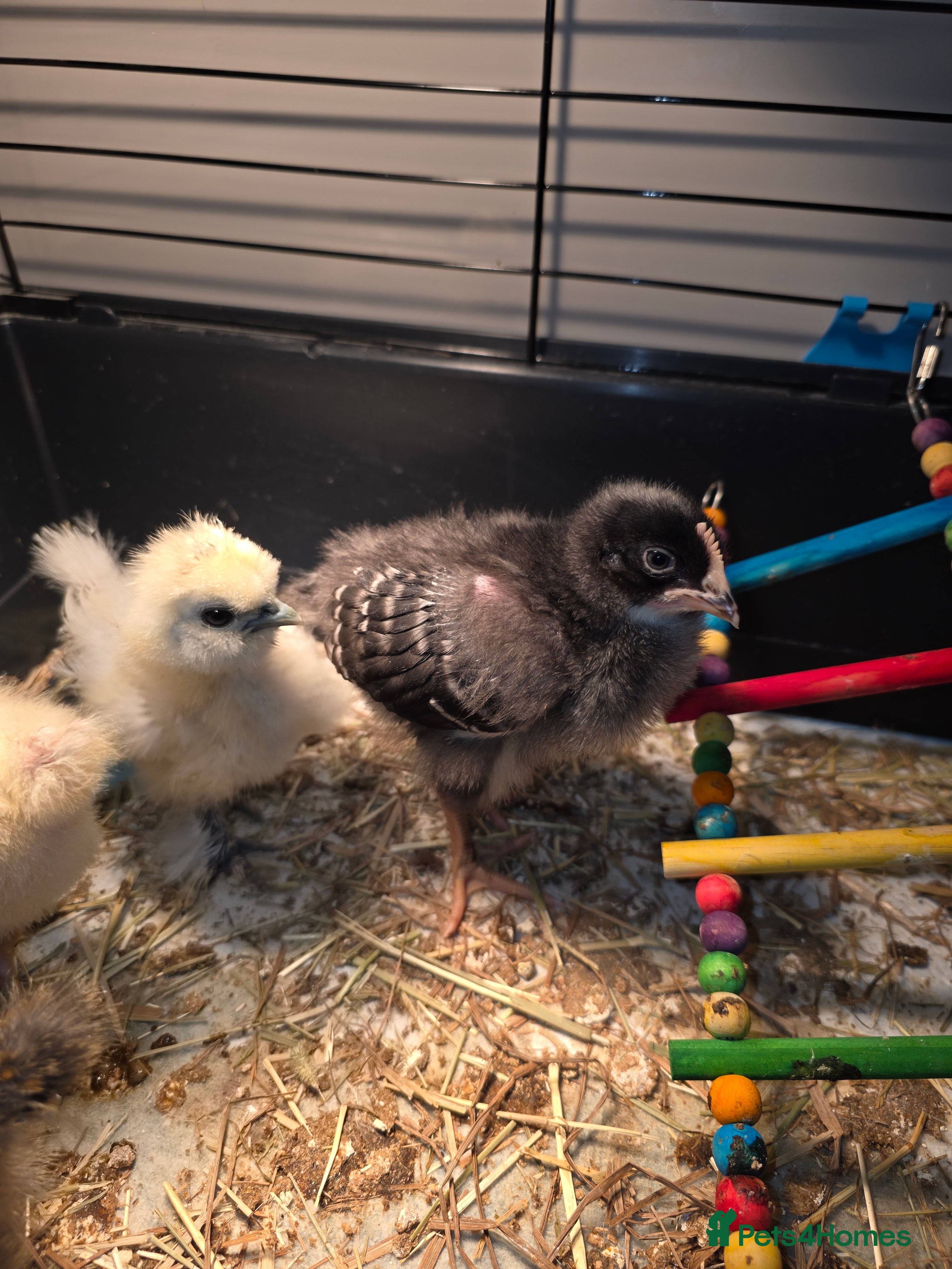 Chickens poultry 5 chicken  - Advert 1