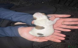 Jack Russell dogs for sale: Jack russle boy pup (cow looking) born 27th oct - Image 4