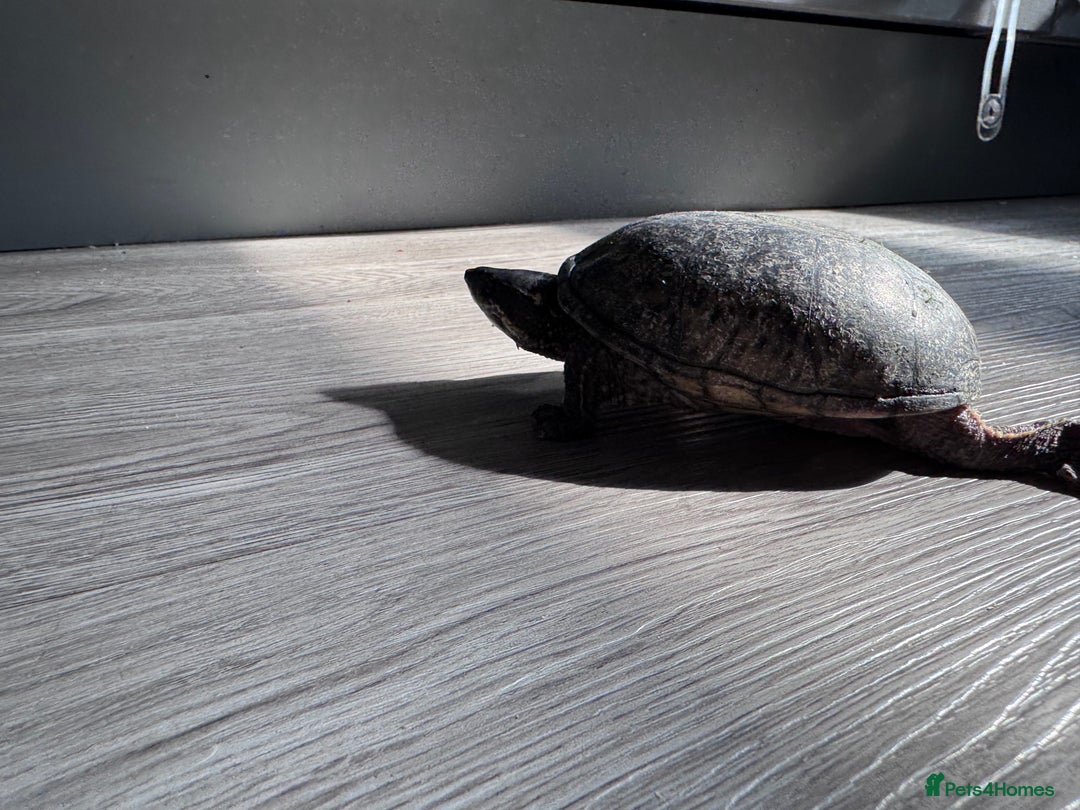 Turtle reptiles for sale: Two musk turtles - Advert 5