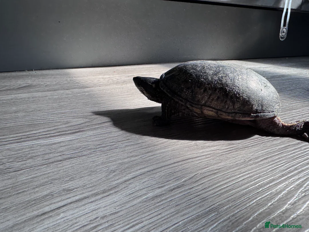 Turtle reptiles for sale: Two musk turtles - Advert 5