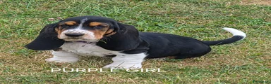 Basset Hound PURPLE 