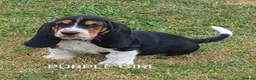 Basset Hound dogs for sale: KC BASSET HOUND PUPPIES  - Advert 33