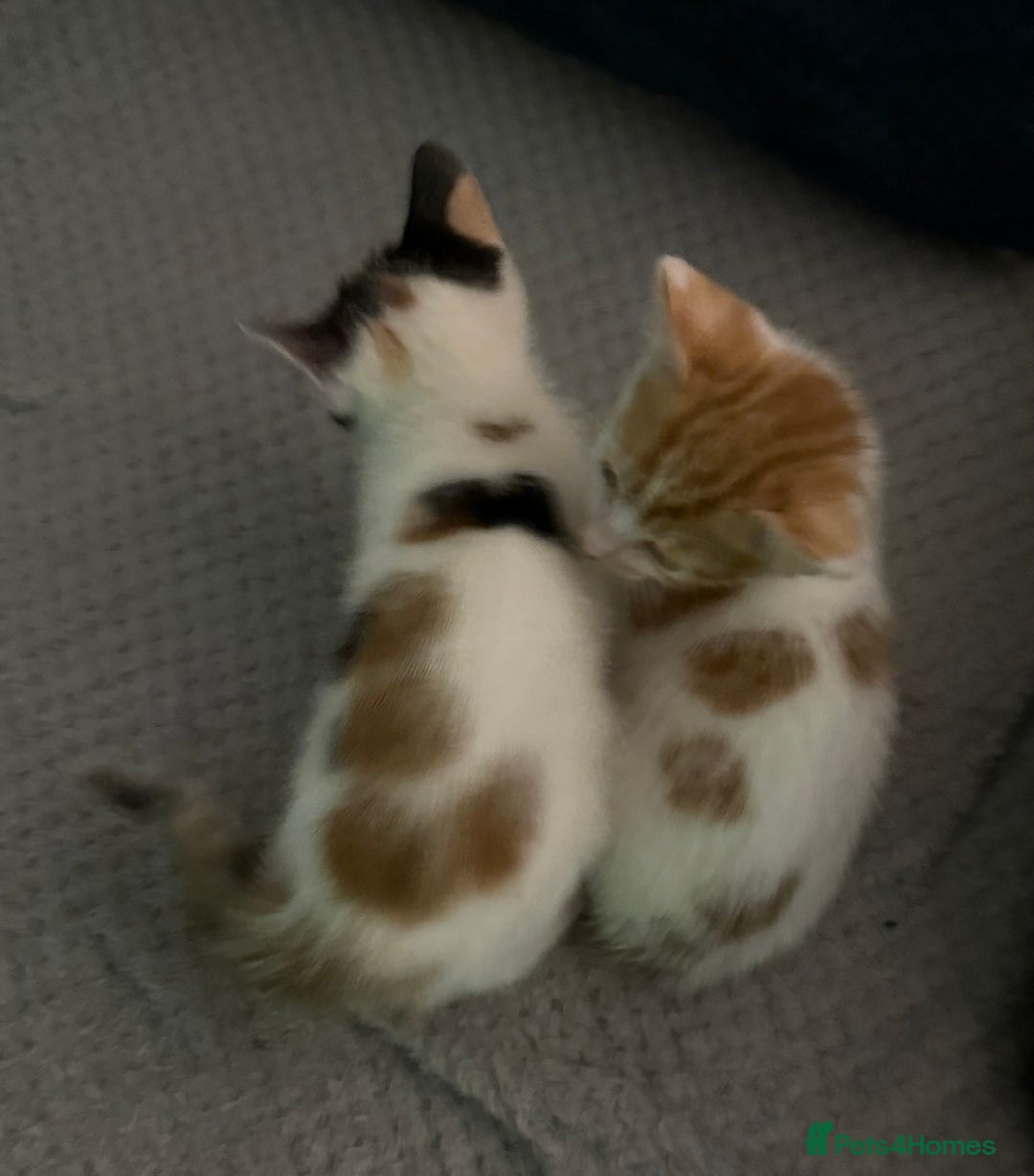Mixed Breed cats for sale: Unfortunate Sale - Image 8