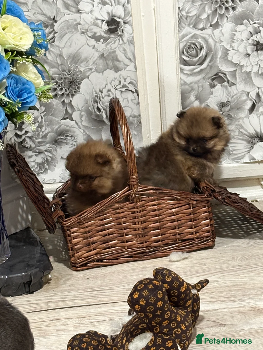 Pomeranian dogs for sale: 2 amazing boy Pomeranian puppies  - Advert 12