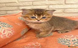 Scottish Fold cats for sale: Scottish fold pedigree kittens - Image 4