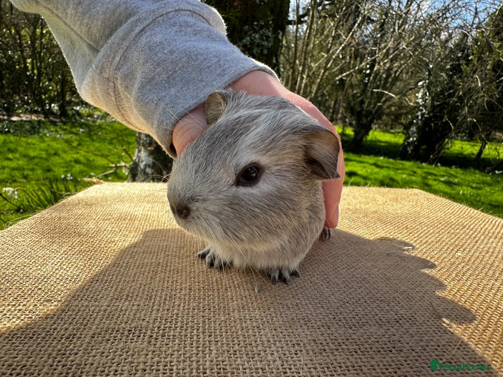 Guinea Pig rodents Single Pet Boar  - Advert 2