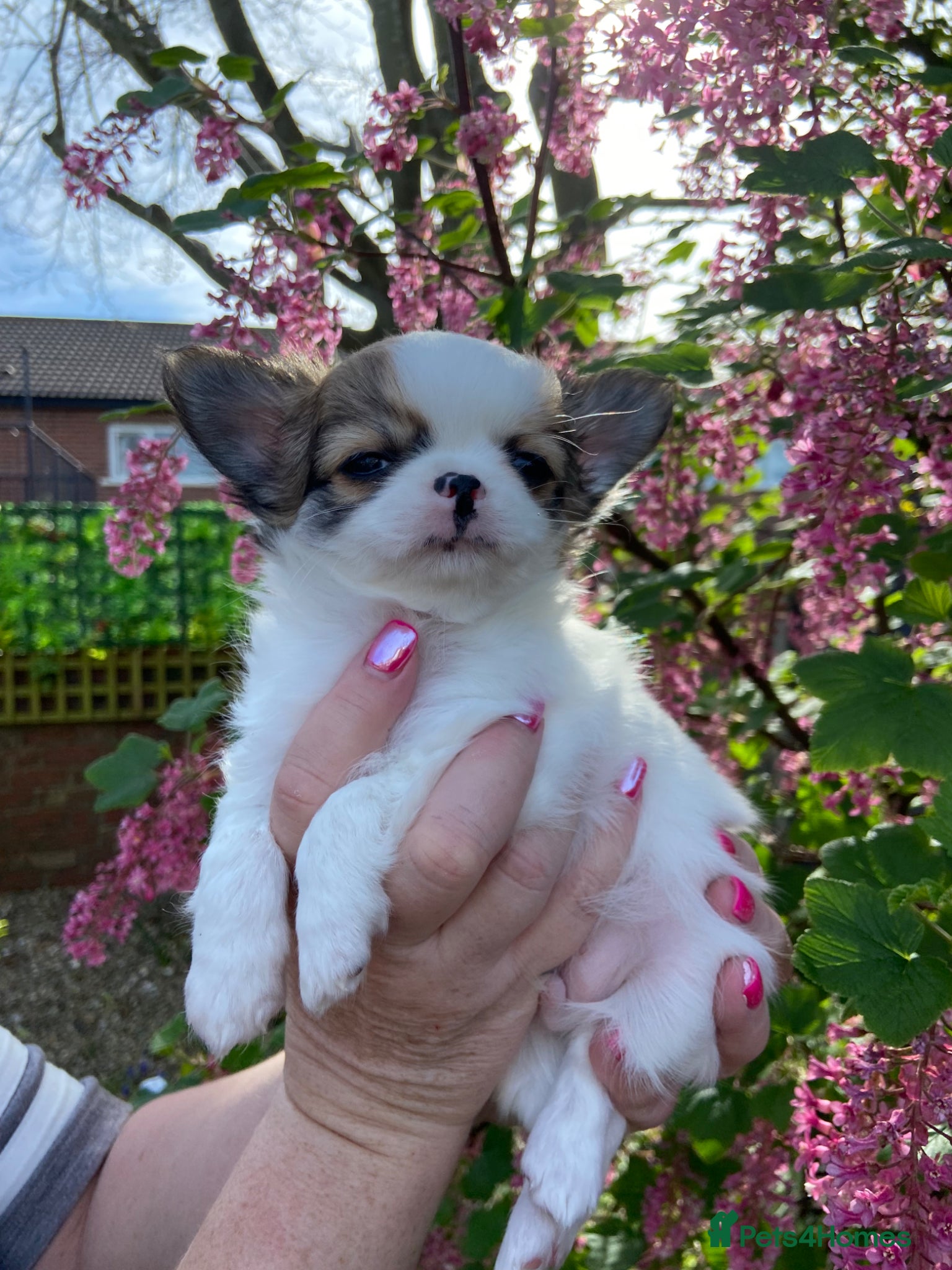 Chihuahua dogs KC registered gorgeous boys - Advert 2