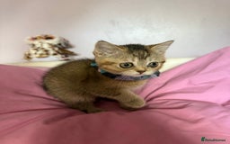 British Shorthair cats for sale: BSH champion lines - Image 9