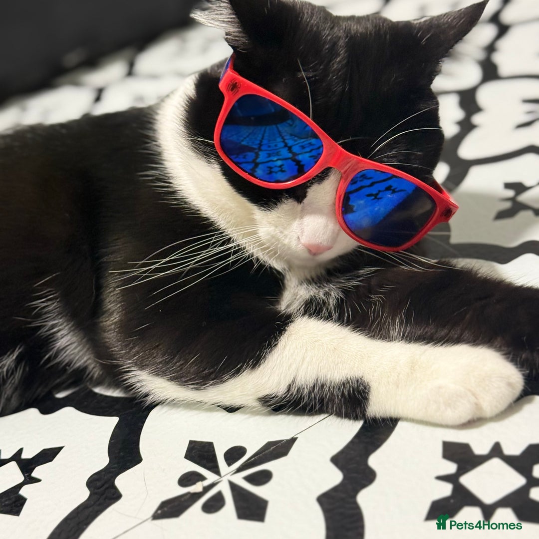Domestic Shorthair cats for sale:  💞 Bonded Pair of Cuddly House Cats–7mo & 1yr Old - Image 6