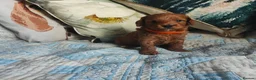 Cockapoo dogs for sale: Litter Cockapoo  in Maidenhead - Advert 18
