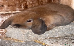 Mini Lop rabbits for sale: Baby mini lops  - Image 4