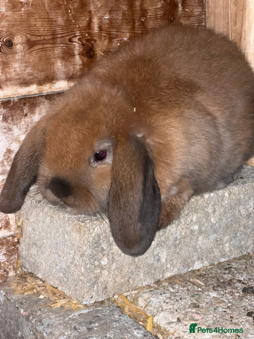 Mini Lop rabbits for sale: Baby mini lops  - Image 4