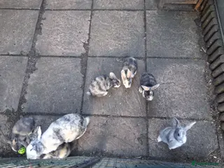 Mixed Breed rabbits Cute Harlequin Rex x Lop bunnies - Advert 6