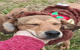 Mixed Breed dogs for adoption: 💖🐶 KRISTY 🐶💖 - Image 4