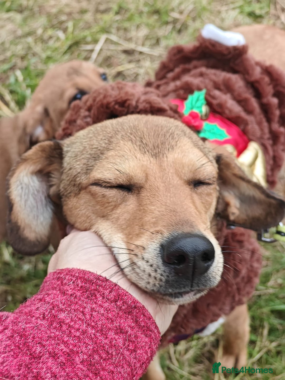 Mixed Breed dogs for adoption: 💖🐶 KRISTY 🐶💖 - Image 4