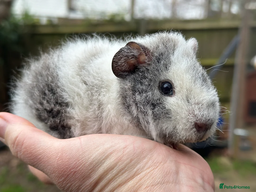 Guinea Pig rodents for sale: A pair of brothers  - Advert 2