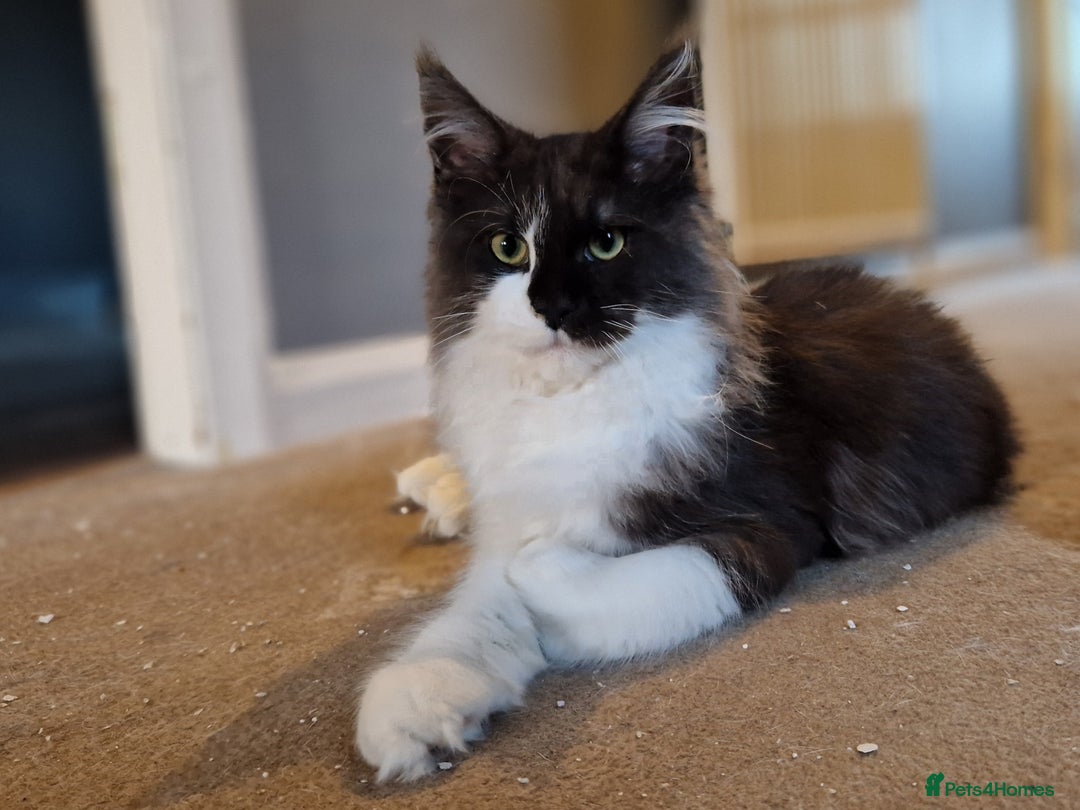 Maine Coon cats for sale: Black smoke and white entire queen maine coon - Image 6