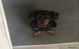 Dachshund dogs for sale: Black and Tan mini dauchound  - Image 5