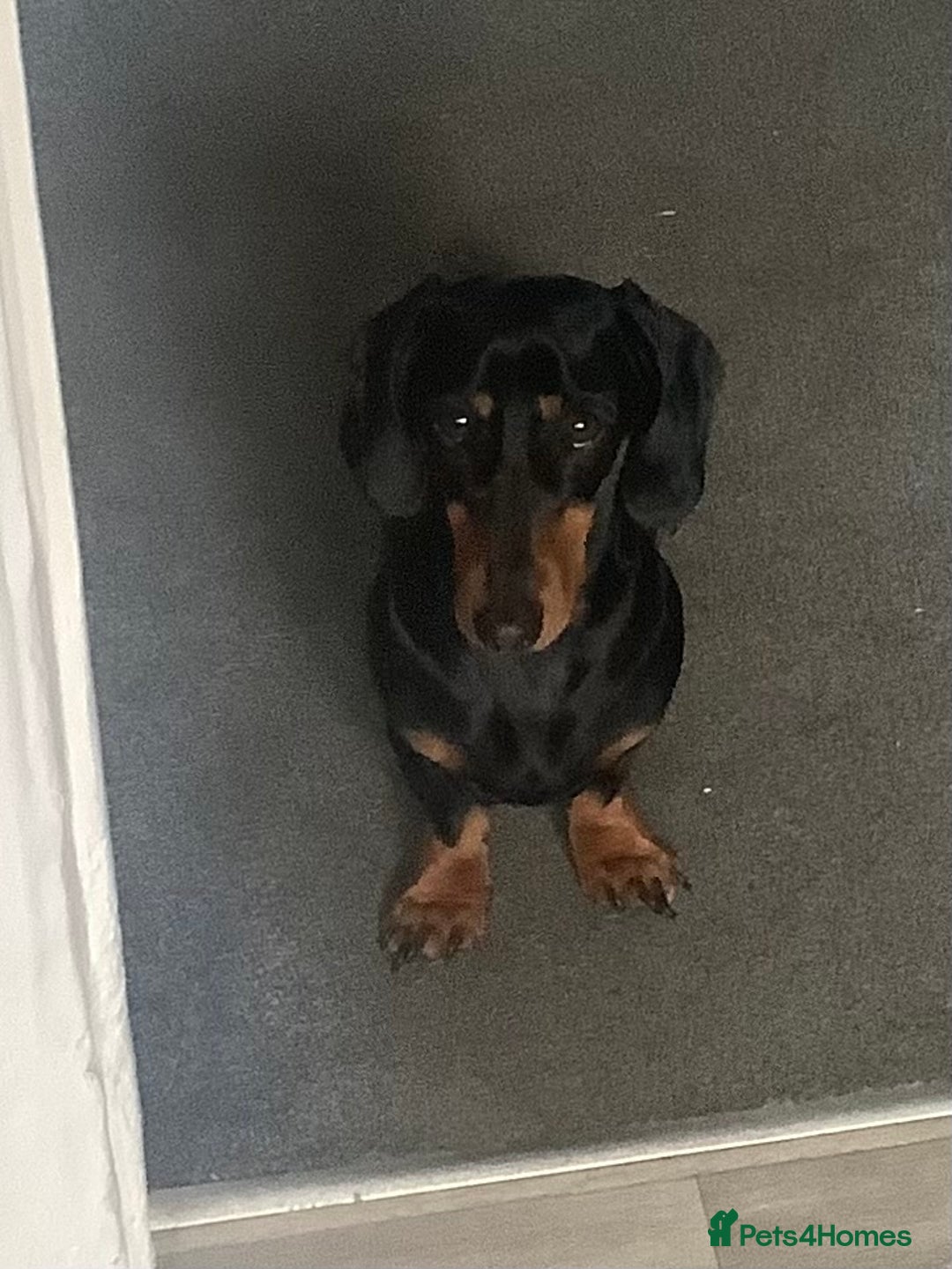 Dachshund dogs for sale: Black and Tan mini dauchound  - Image 5
