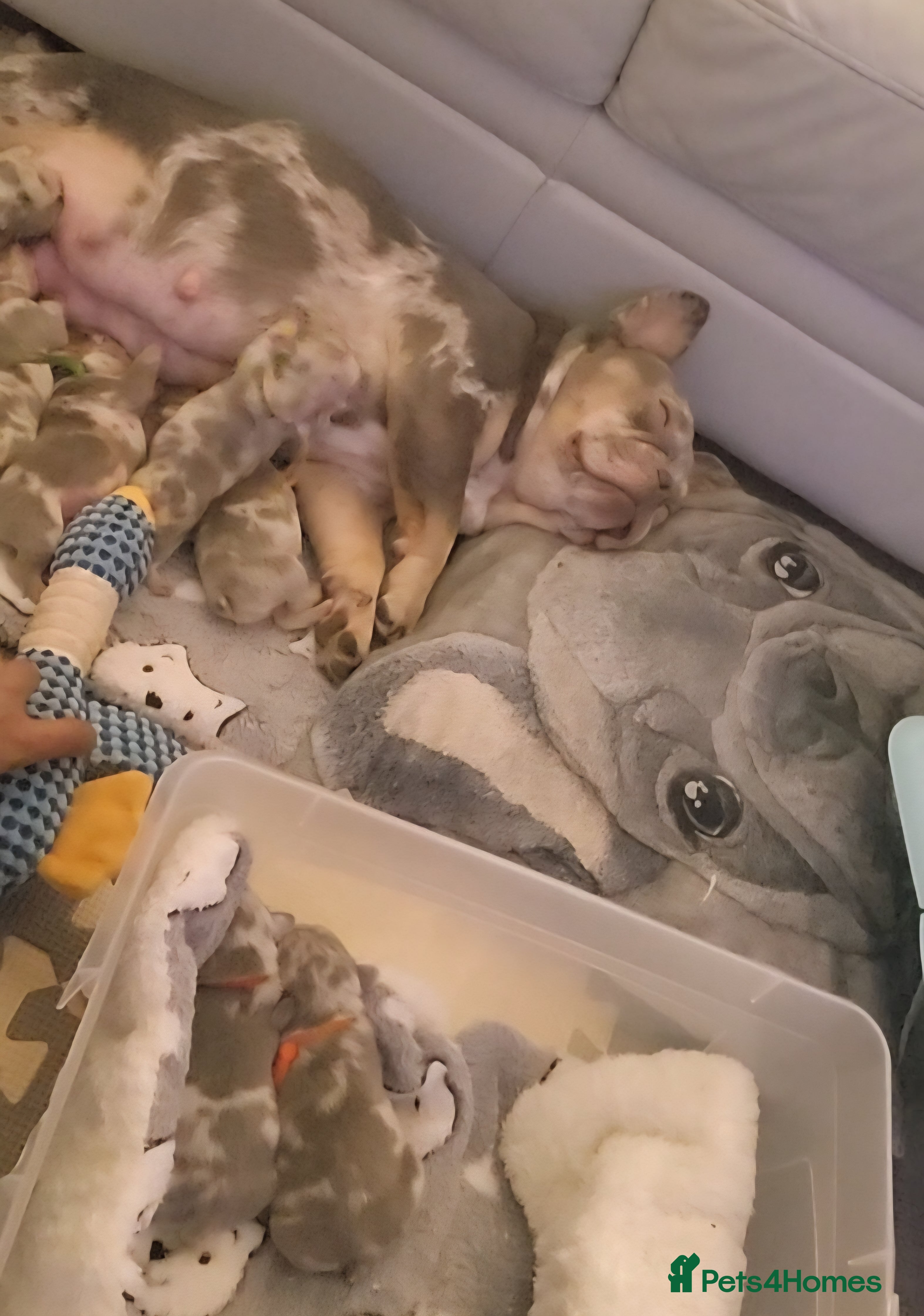 French Bulldog dogs Adorable Frenchies  in London - Advert 8