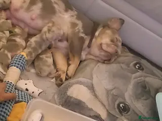 French Bulldog dogs Adorable Frenchies in London - Advert 8