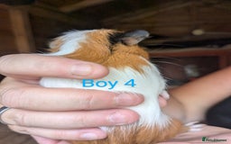 Guinea Pig rodents for sale: Little boy piggies - Image 4