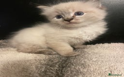 Ragdoll cats for sale: Lnyx male Ragdoll’s ready soon  - Advert 15
