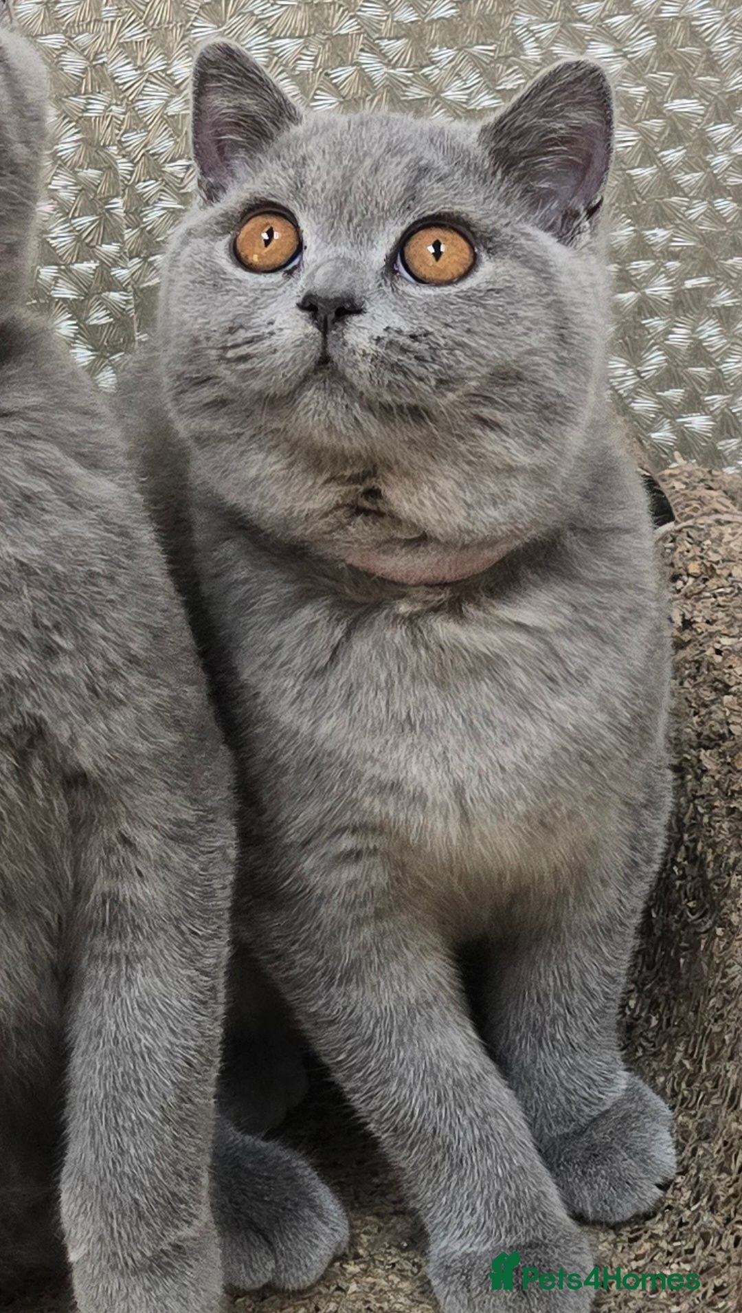 British Shorthair cats Adorable British Short Hair kittens Full Vaccinate - Advert 2