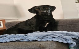 Springador dogs for sale: Springador male 6 months old.  - Image 1