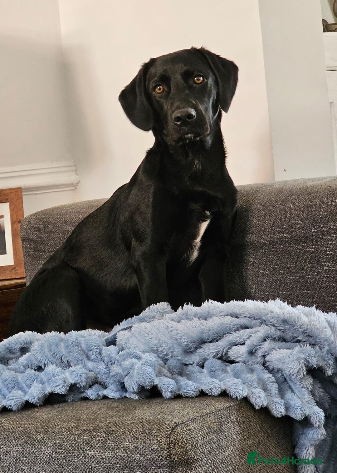 Springador dogs for sale: Springador male 6 months old.  - Image 1