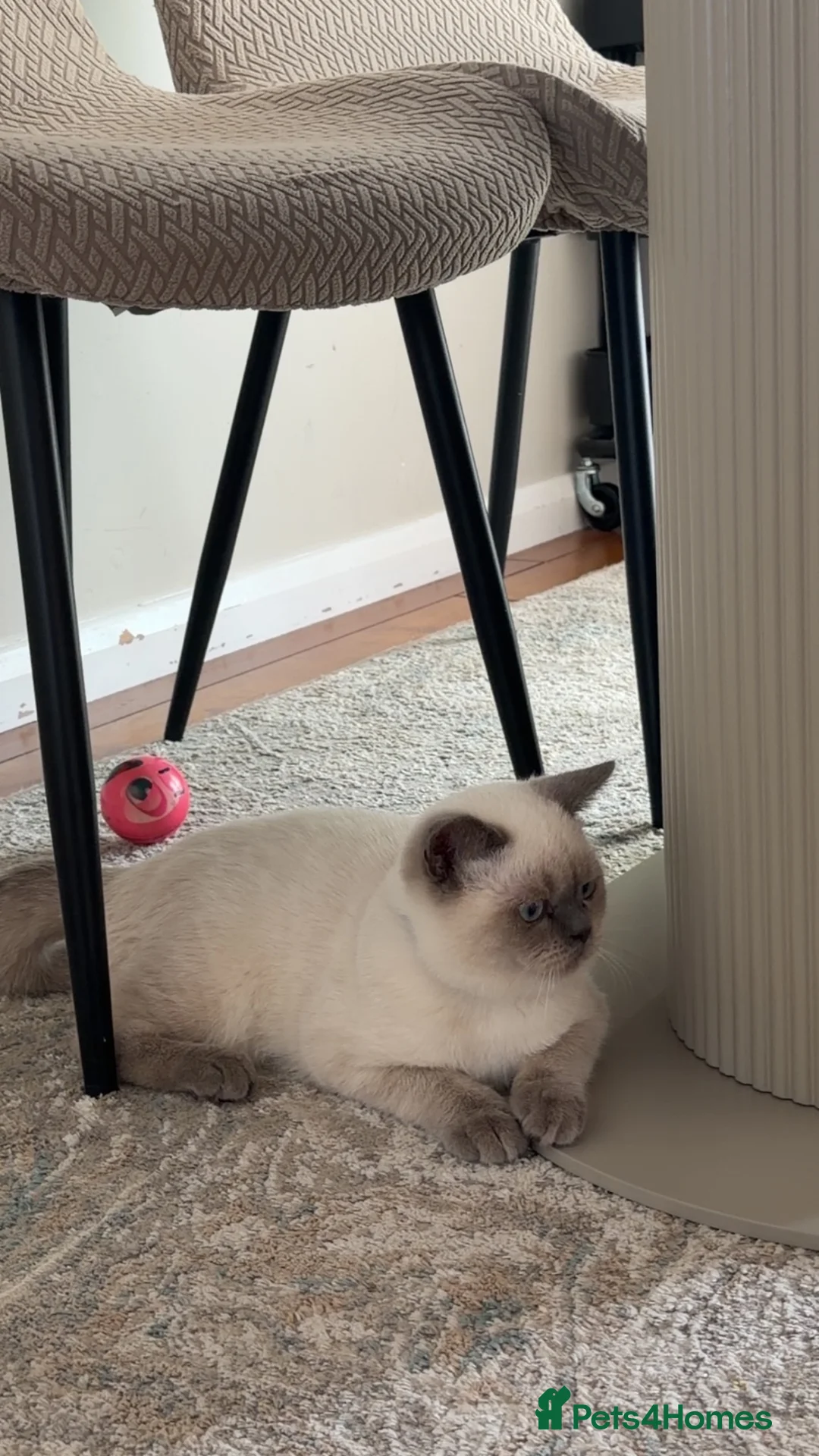 British Shorthair cats for sale: Bluepoint British short hair  - Advert 2