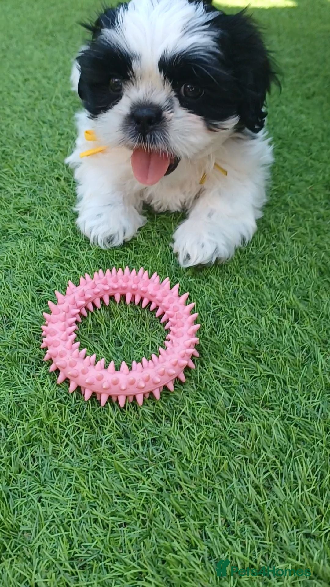 Shih Tzu dogs Shih Tzu puppies for sale  - Advert 2