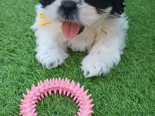 Shih Tzu dogs Shih Tzu puppies for sale - Advert 4